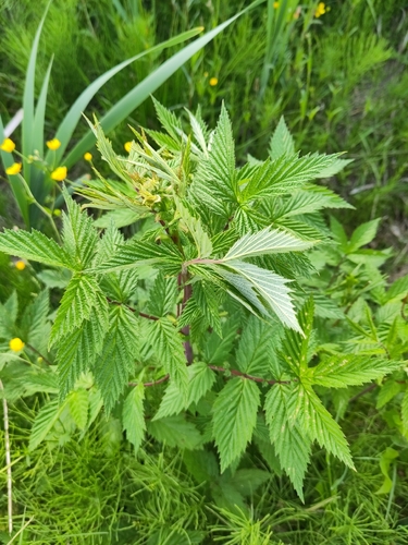 Meadowsweet