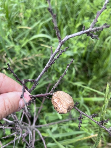 Transcaucasian Giant Mantis