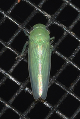 Chlorotettix viridius