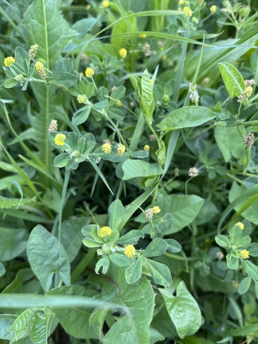 Black Medick