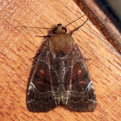 Hampsonodes mastoides