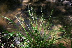 Carex debilis