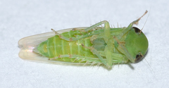 Chlorotettix viridius