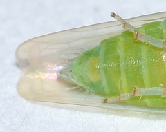 Chlorotettix viridius