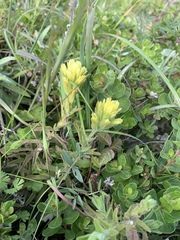 Castilleja wightii