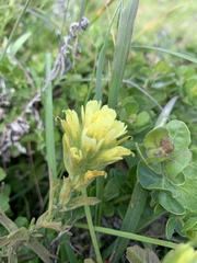 Castilleja wightii