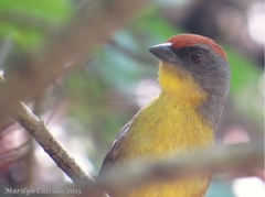 Atlapetes pileatus