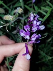 Vicia villosa