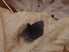 Erynnis juvenalis