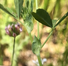 Trifolium bifidum decipiens