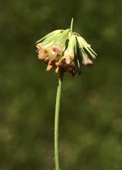 Trifolium bifidum decipiens
