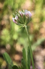 Trifolium bifidum decipiens