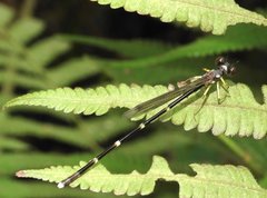 Sinosticta ogatai