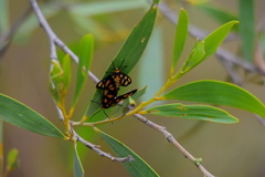 Amata aperta