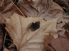Erynnis juvenalis