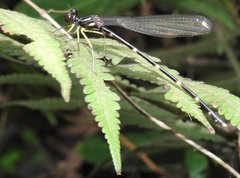 Sinosticta ogatai
