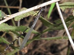 Sinosticta ogatai
