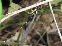 Sinosticta ogatai