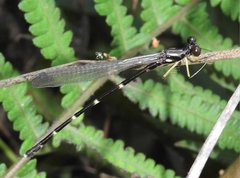 Sinosticta ogatai