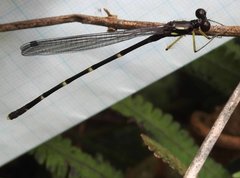 Sinosticta ogatai