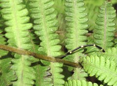 Sinosticta ogatai