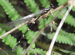 Sinosticta ogatai