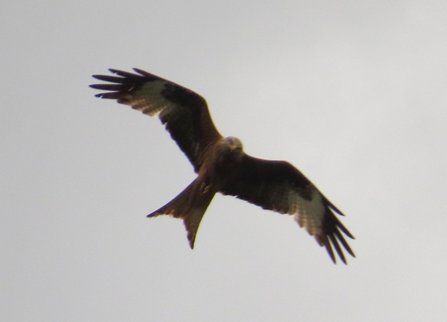 Red Kite
