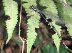 Sinosticta ogatai