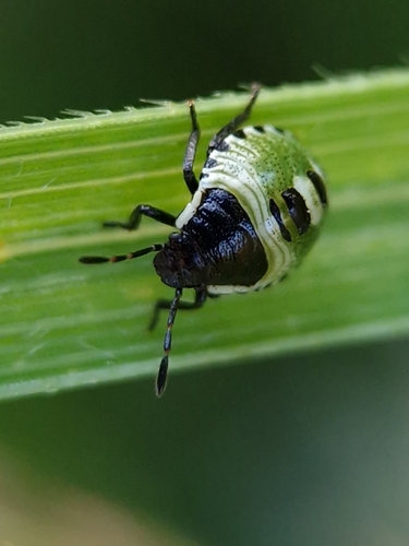 Green Shield Bug