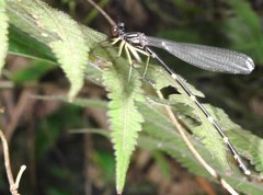 Sinosticta ogatai
