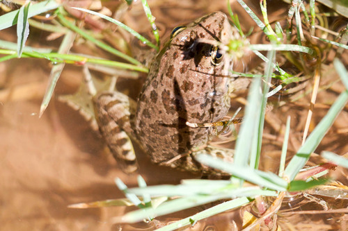 Sahara Frog