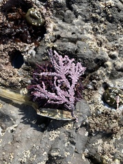 Calliarthron tuberculosum