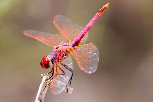 Violet Dropwing