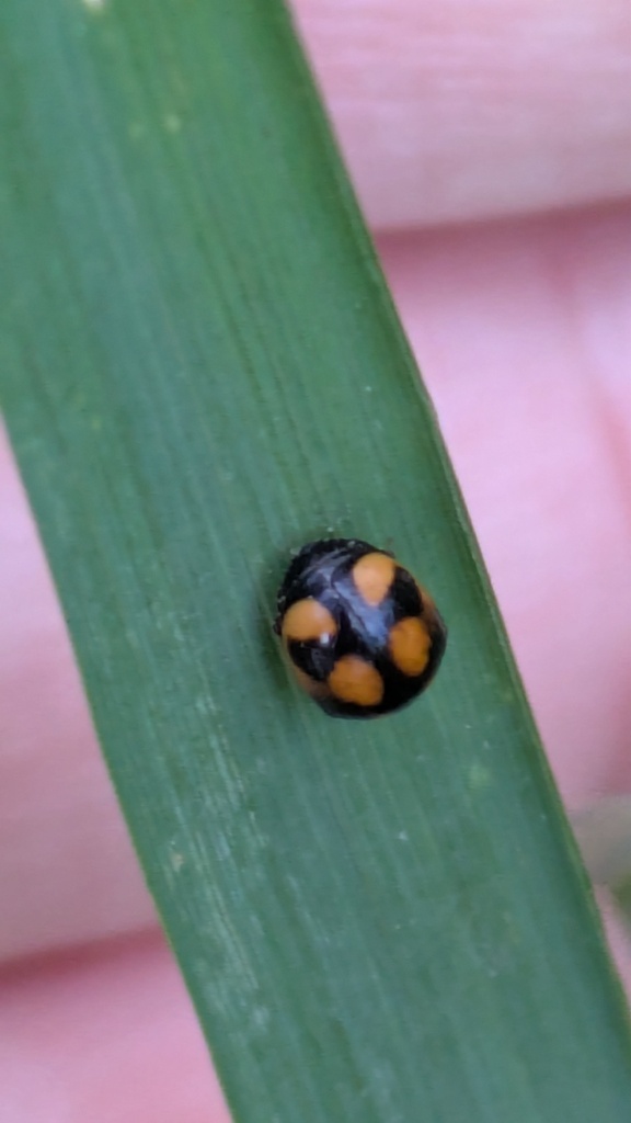 White-fronted Lady Beetle