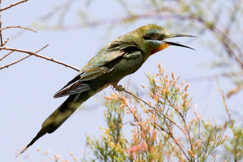 Blue-cheeked Bee-eater