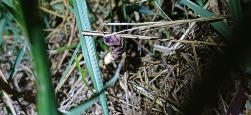 European Glow-worm