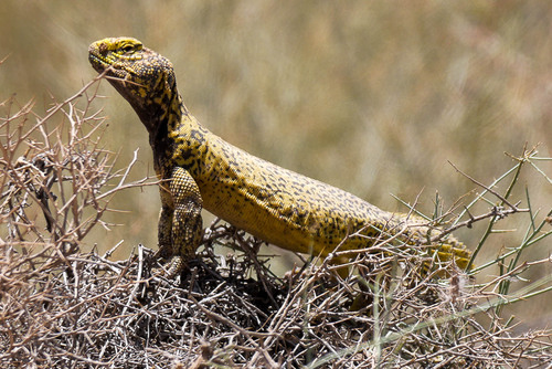 Moroccan Spiny-tailed Lizard