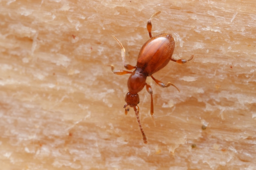 Scydmaenus perrisi