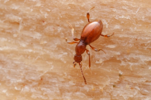 Scydmaenus perrisi