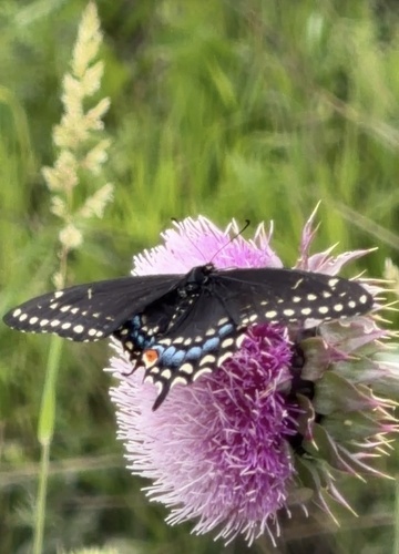 Black Swallowtail