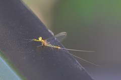 Stenacron interpunctatum interpunctatum