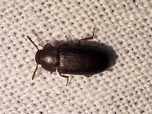 Larger Black Flour Beetle