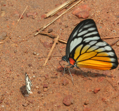 Prioneris clemanthe
