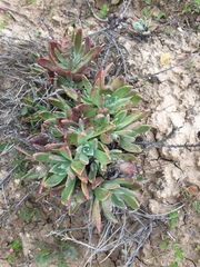 Dudleya caespitosa