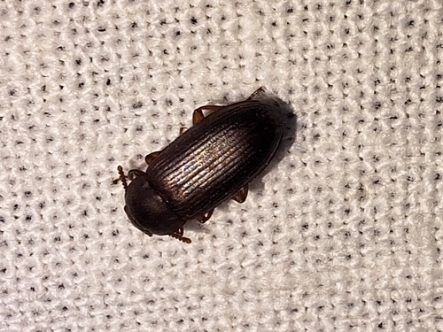 Larger Black Flour Beetle