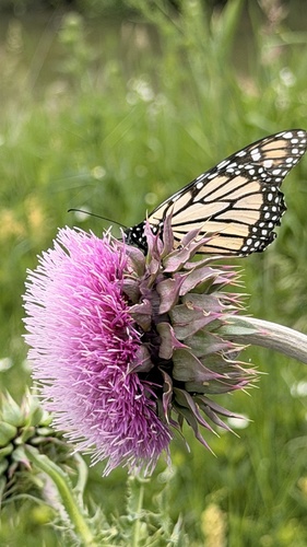 Monarch