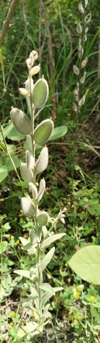 Fibigia clypeata, photograph 4