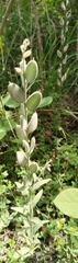 Fibigia clypeata, photograph author not stated, no rights reserved