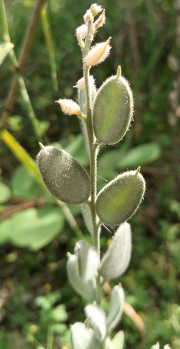Fibigia clypeata, photograph 5
