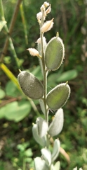 Fibigia clypeata, photograph author not stated, no rights reserved